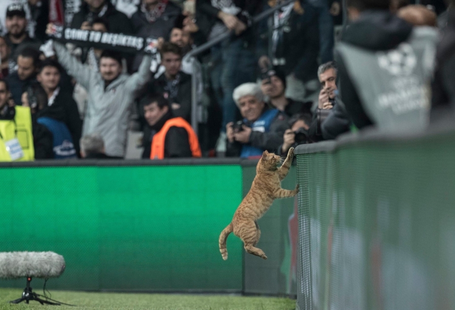UEFA “Beşiktaş”ı cəzalandırmaq niyyətindədir