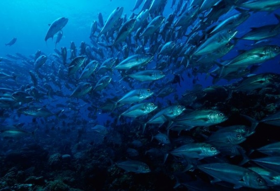 В прошлом году в сфере охраны рыбных ресурсов составлено 100 актов и 172 протокола