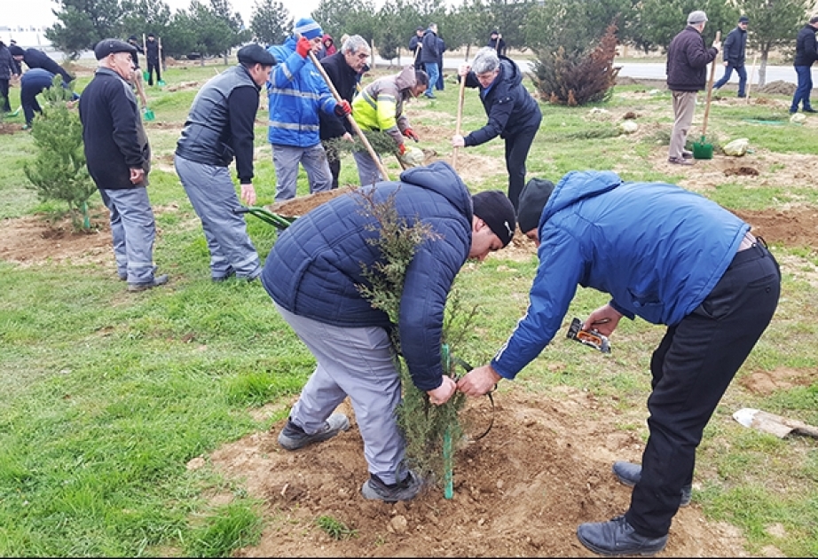 Dövlət Təhlükəsizliyi Xidmətinin əməkdaşları ağacəkmə aksiyası keçiriblər