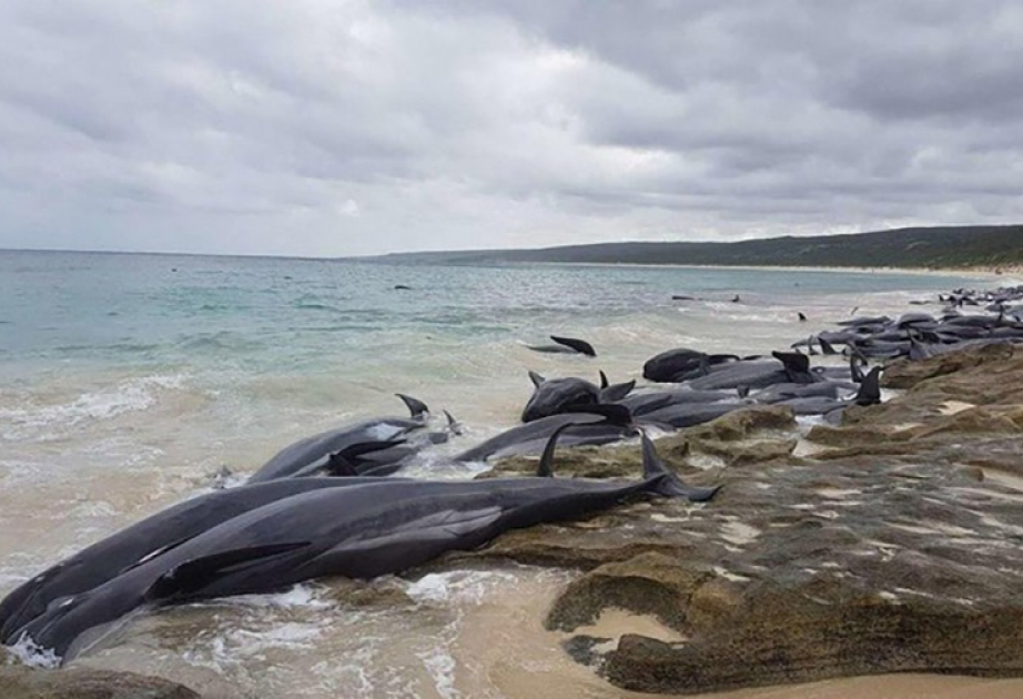 Более 150 дельфинов-гринд выбросились на берег на юго-западе Австралии