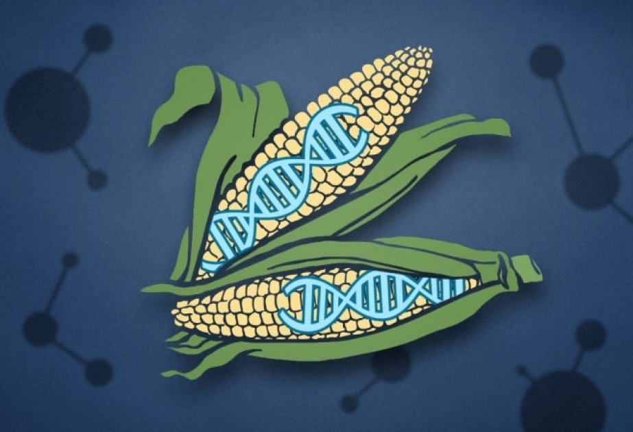 Hansını seçək: genetik seleksiya yolu ilə yaradılmış təbii qida məhsullarını, yoxsa GMO-ları?!