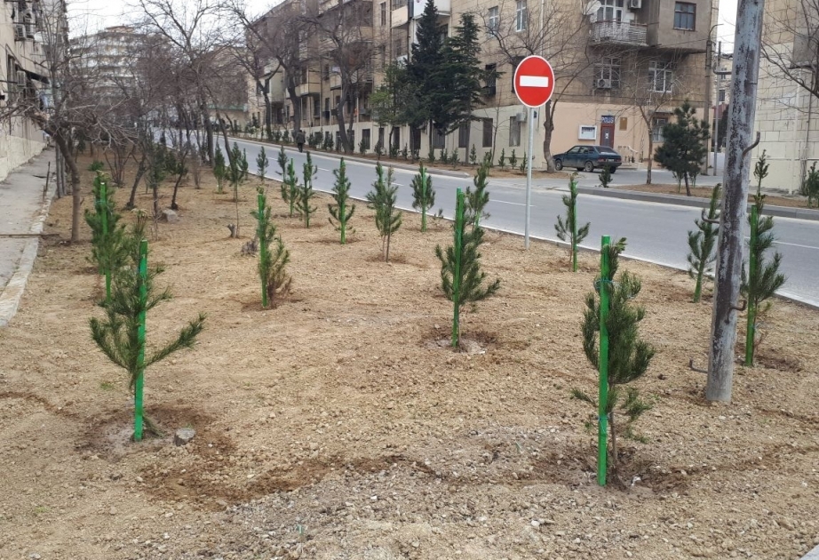 Novruz bayramı günlərində Nizami rayonunda 400 ağac əkilib