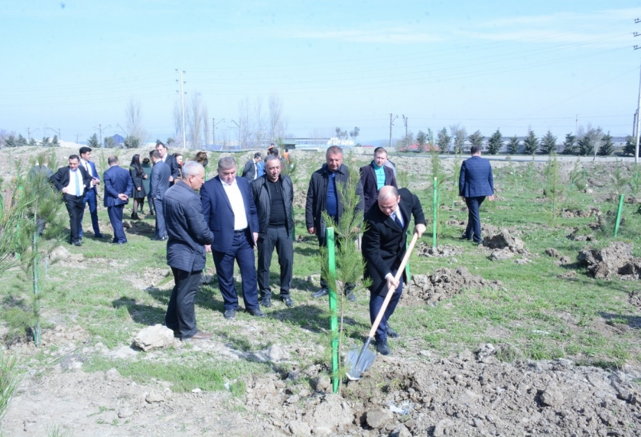 Abşeron rayonunda növbəti ağacəkmə aksiyası