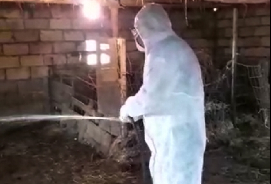 Xırdabuynuzlu heyvanların tələfolma səbəbləri müəyyən edilib və tələfatın qarşısı alınıb