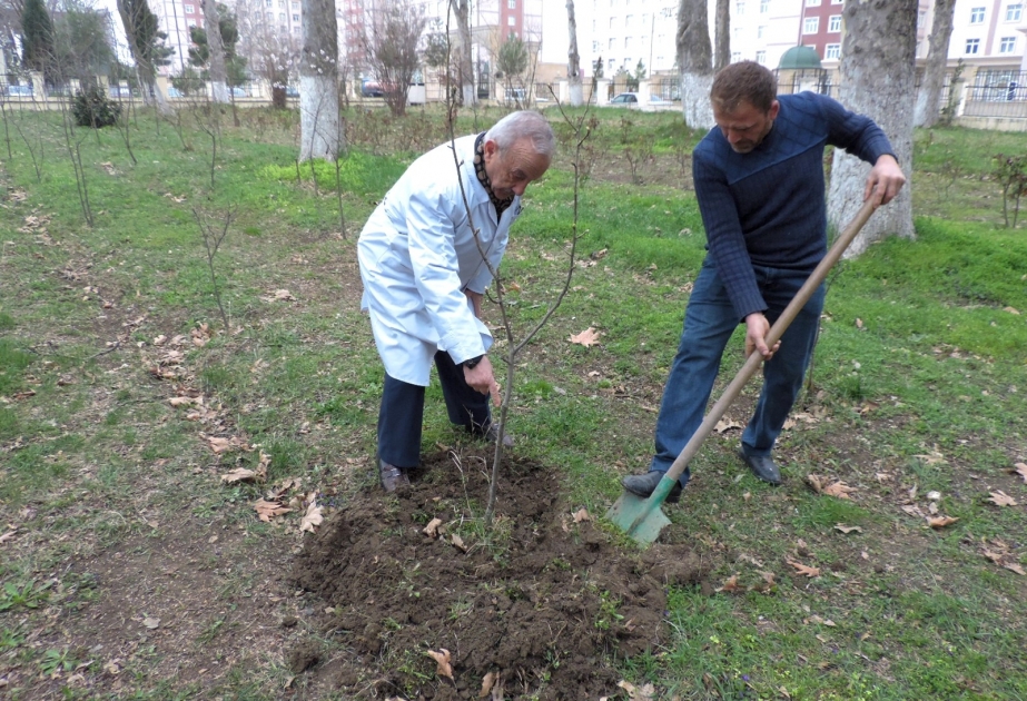 Bağbanın bilməli olduğu 3 vacib şərtdən biri: Gövdə ətrafının düzgün bellənməsi
