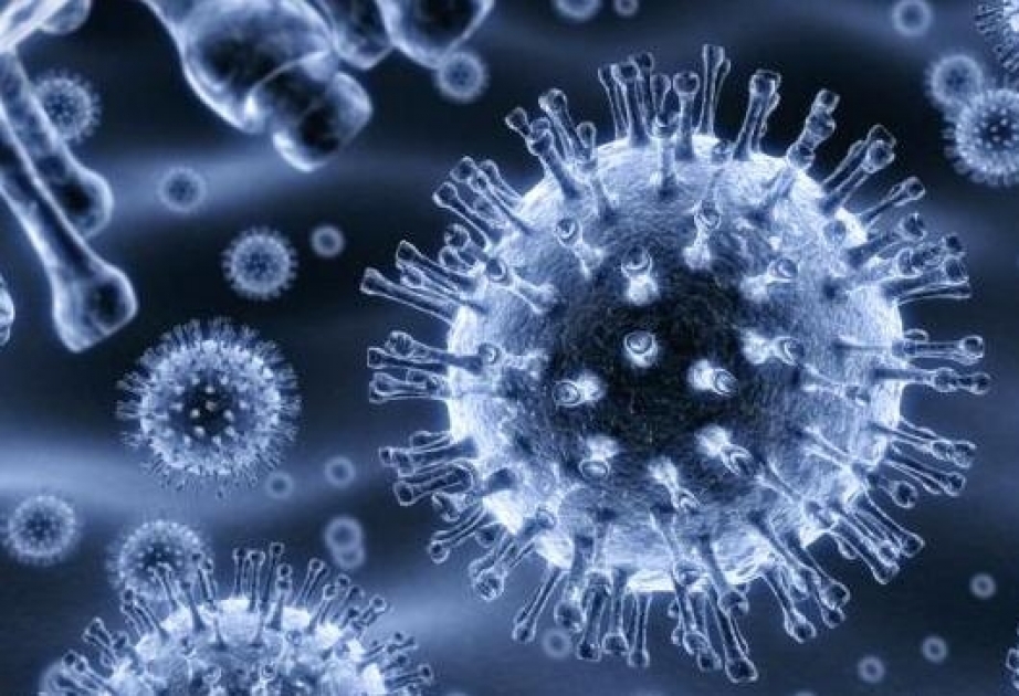 “Бесполезные” иммунные клетки оказались мощным оружием против вирусов