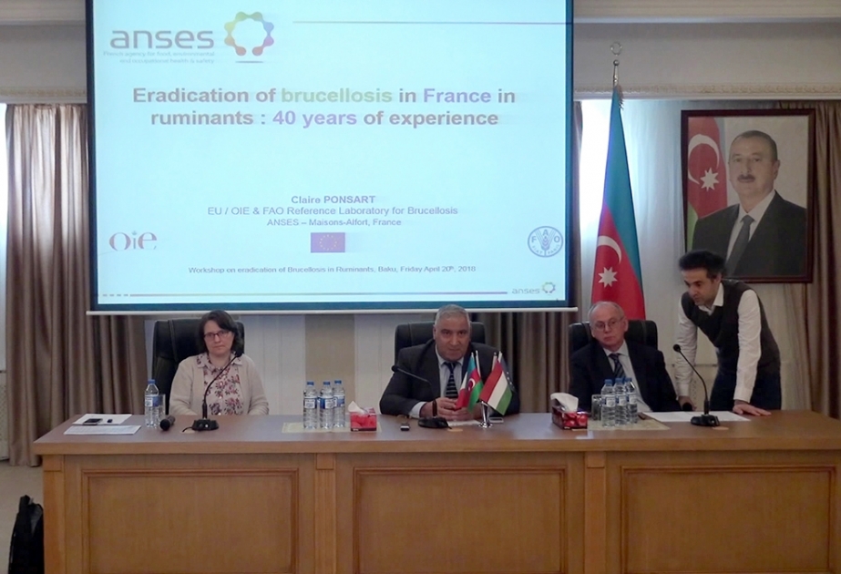 Bruselyozun qarşısının alınması və kökünün kəsilməsi strategiyasına dair seminar keçirilib