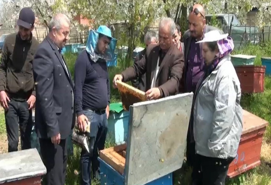 Türkiyəli mütəxəssislər astaralı arıçılarla təcrübə mübadiləsi aparıblar VİDEO