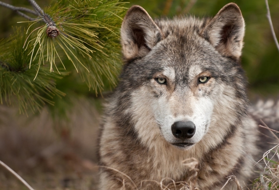 Национальным зверем Эстонии стал волк