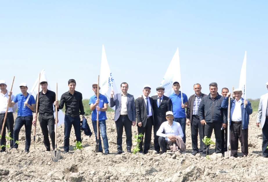 Yaşıllaşdırma aksiyası zamanı Yevlaxda 3200-dən çox ağac əkilib