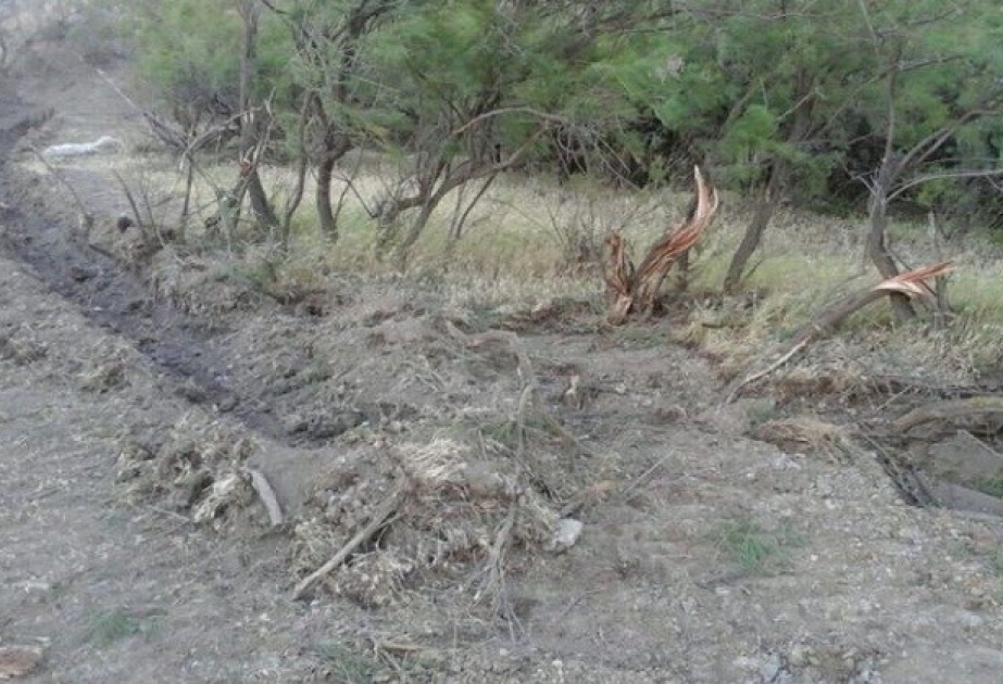Neftçala rayonunda 114 yulğun kolunun kökündən çıxarılaraq məhv edildiyi aşkarlanıb