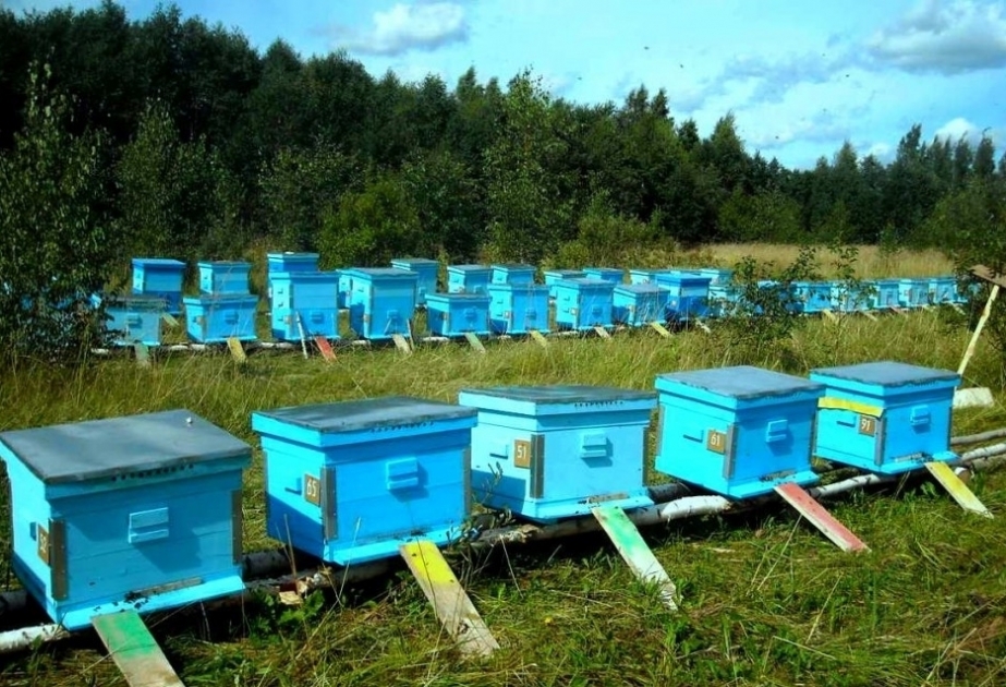 Bal məhsuldarlığının artırılması üçün arı ailələri mövsüm ərzində 5 dəfə köçürülməlidir - arıçılara məsləhət