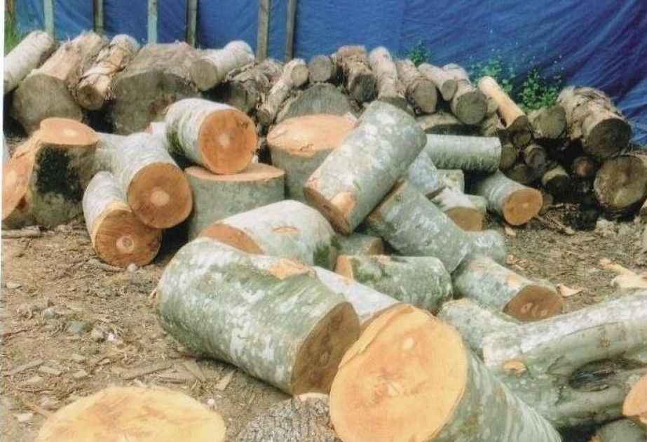 Qubada yeşik sexində qanunsuz yolla əldə edilmiş meşə materialları aşkarlanıb