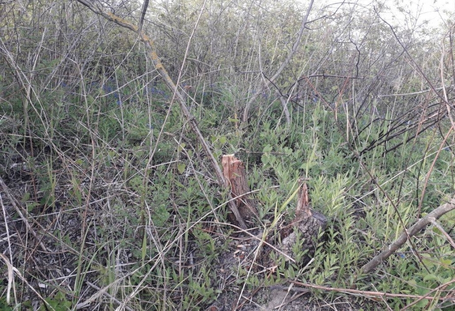 Нанесенный природе ущерб за незаконную вырубку 9 деревьев на пастбище оценен на сумму 1 070 манатов