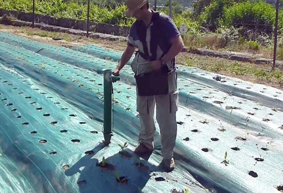 Lənkəranda Yaponiyadan gətirilmiş yeni növ çay bitkisi əkilib