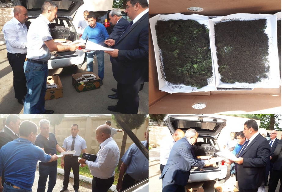 Bu il Ağstafada 4 ton barama istehsal olunacaq
