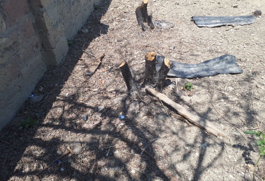 Sabunçu rayonunda 27 ağacın kəsildiyi aşkarlanıb