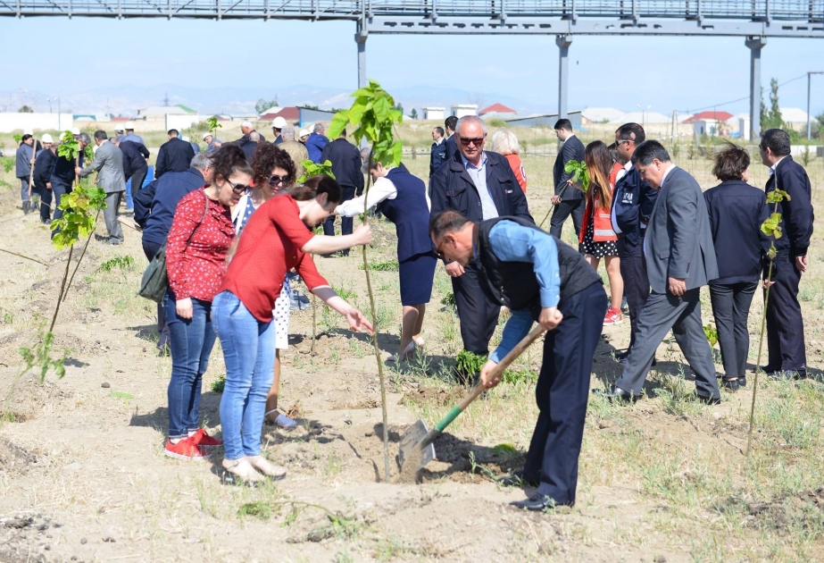 Kimyaçılar bir gündə 600 ağac və 2 minə yaxın gül kolu əkiblər