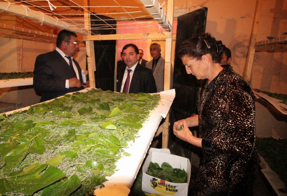Cari ildə Qazaxda 5 ton barama istehsal olunacaq