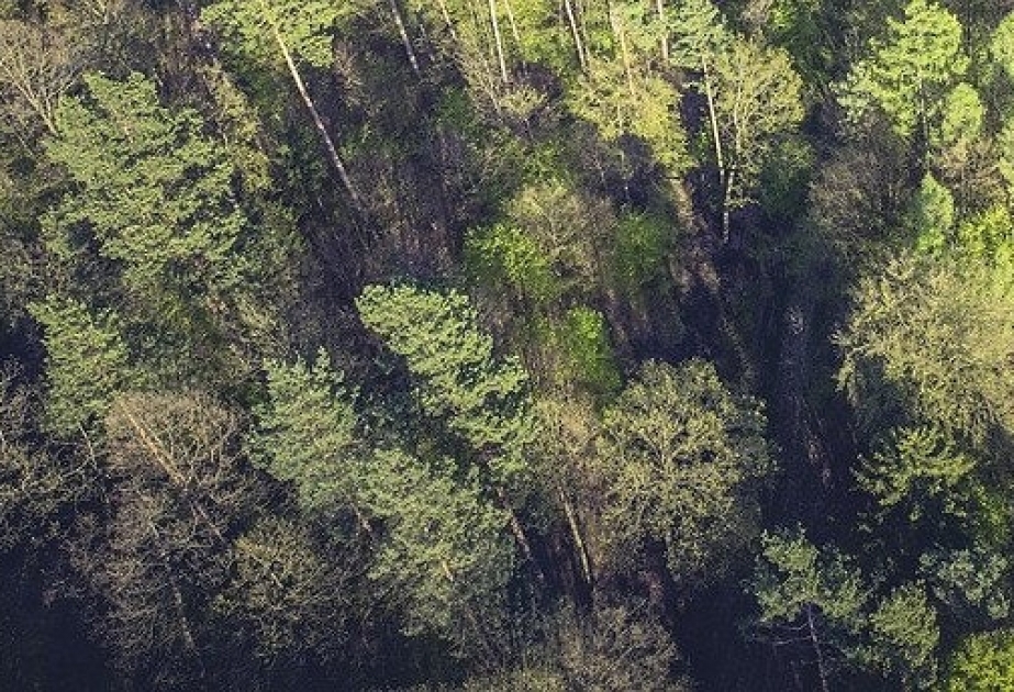 Дрон и ИИ помогли распознать виды деревьев в лесу