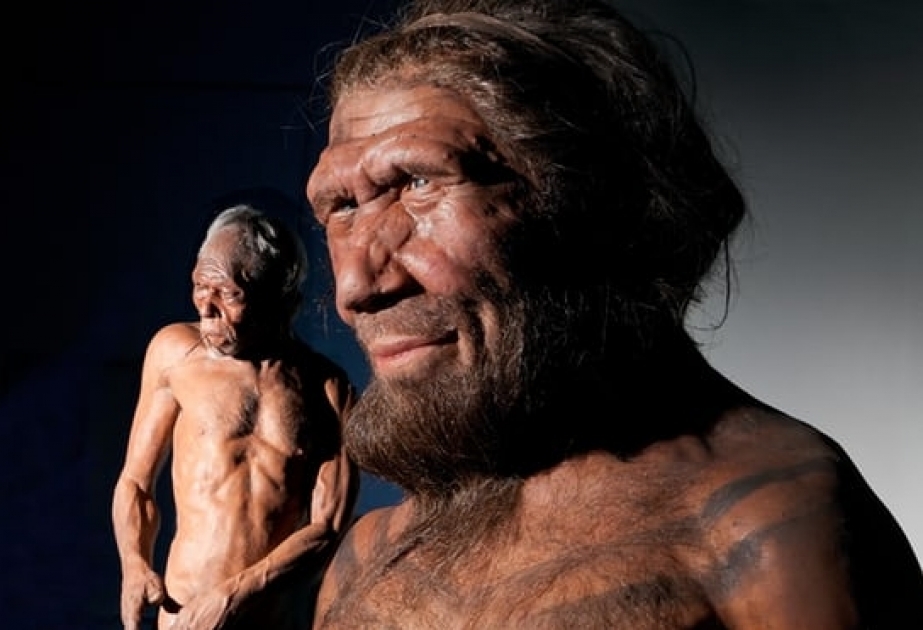 Alimlər neandertal genləri əsasında müasir insan beyninin təkamülünü öyrənəcəklər