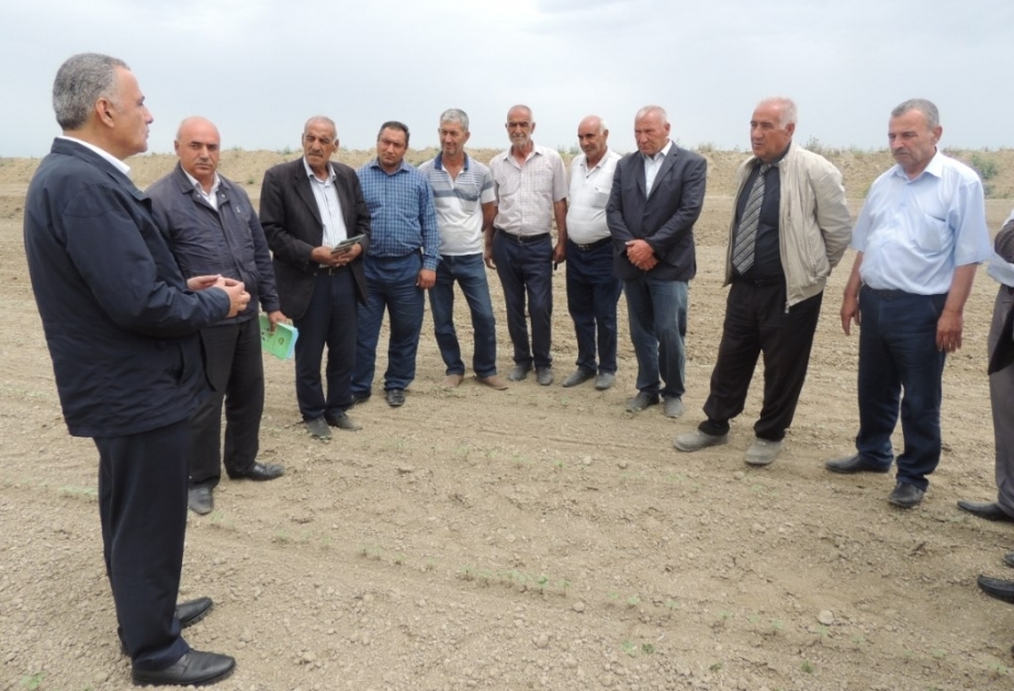 Kürdəmirli pambıqçılara sahələrin zərərverici və xəstəliklərdən qorunması ilə bağlı tövsiyələr verilib