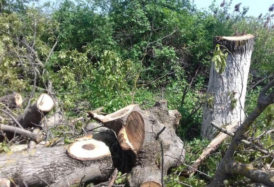 Bakı-Quba avtomobil yolunun kənarında 12 qoz ağacının kəsilməsi faktı aşkarlanıb