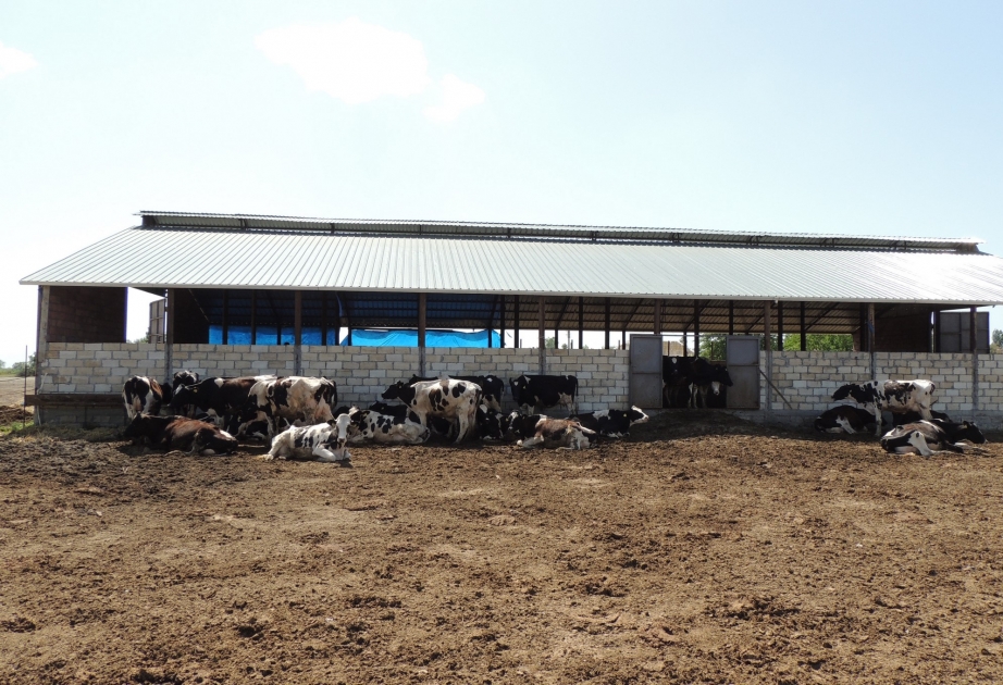 Laçınlı məcburi köçkünlər heyvandarlığı inkişaf etdirirlər