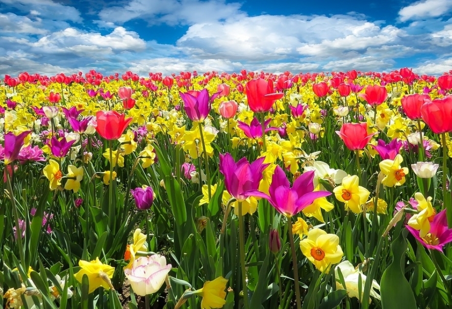 Ölkə ərazisində havanın temperaturu 33 dərəcəyədək yüksələcək