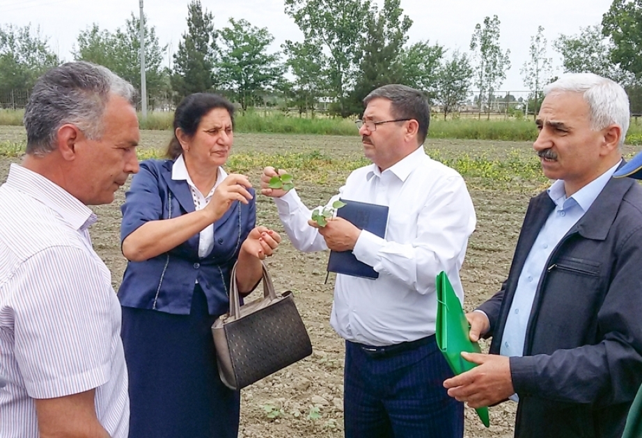 Kənd Təsərrüfatı Nazirliyi maarifləndirmə tədbirlərini davam etdirir
