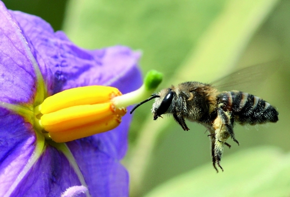 20 мая - Всемирный день пчел