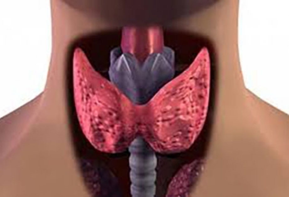 25 мая - Всемирный день щитовидной железы