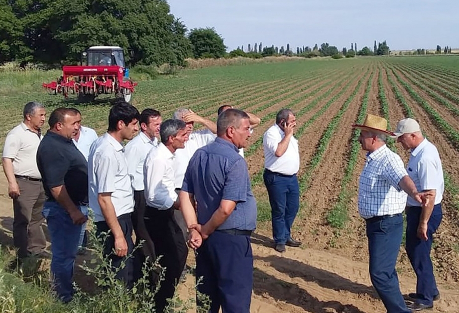 Pambıqçılığın inkişafına nail olmaq üçün kimyəvi mübarizə və aqrotexniki tədbirlərə düzgün əməl edilməlidir
