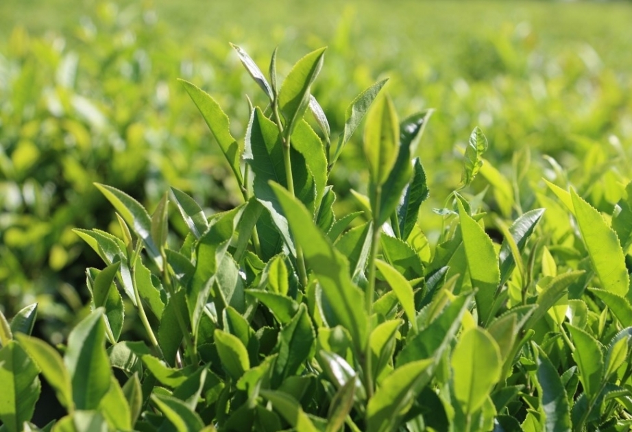 В ближайшее десятилетие производство и потребление чая будет расти