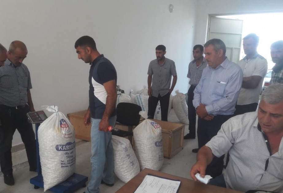 Kürdəmir rayonunda barama tədarükünə başlanılıb