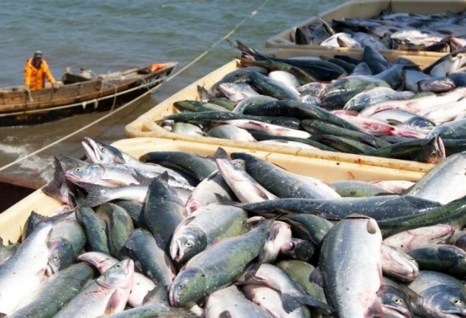 ФАО: Мировое потребление рыбы на душу населения превысило 20 килограммов в год
