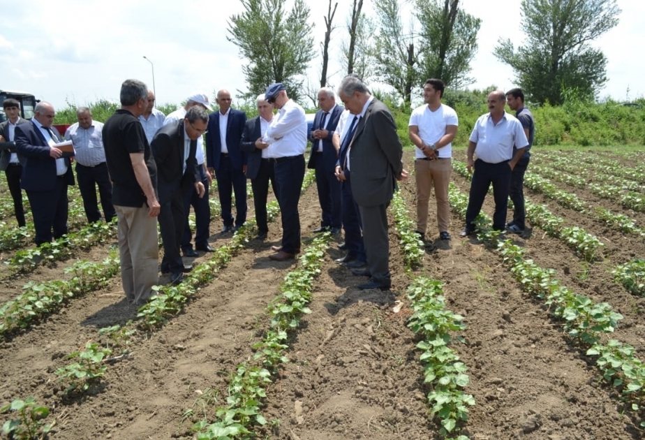 Yevlaxlı fermerlərə pambığın becərilməsi ilə bağlı tövsiyələr verilib