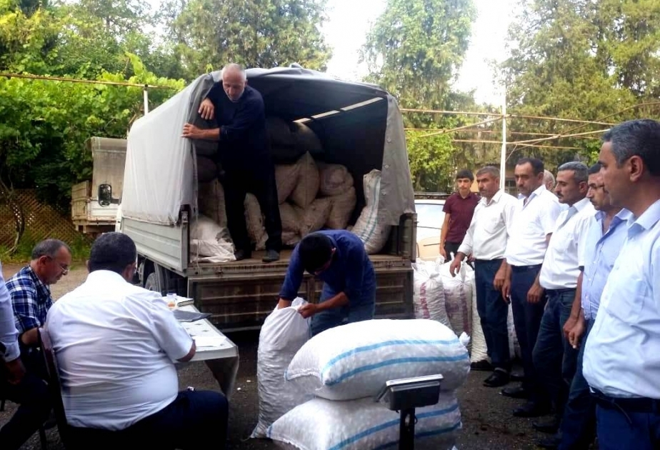Qazaxlı kümçülər ton yarım barama təhvil veriblər