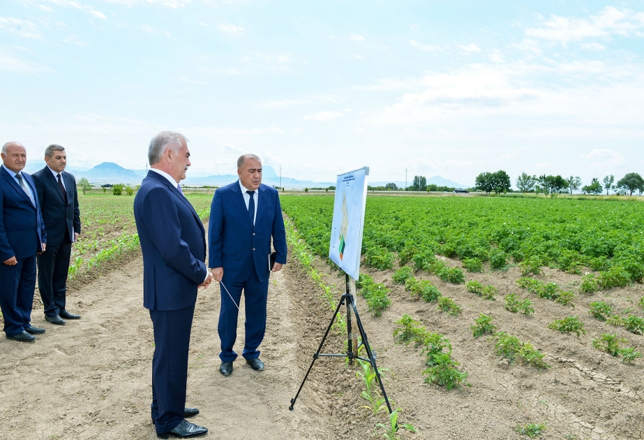 “Kəhrəba” Fermer Təsərrüfatında yerli toxum sortları yetişdirilir