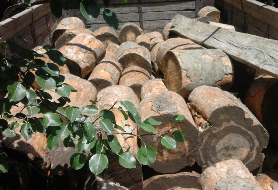 Qəbələdə qanunsuz yolla əldə edilmiş meşə materialı aşkarlanıb