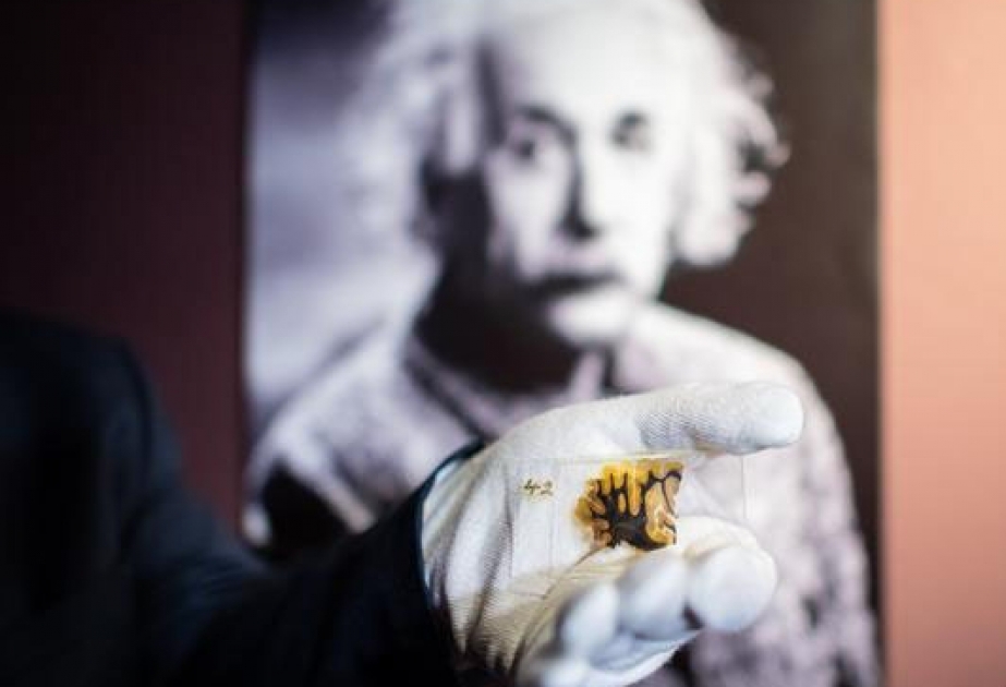 Мозг Эйнштейна выставлен на показ в немецком музее