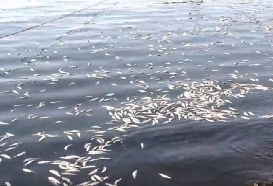 Qum adasının dayaz akvatoriyasında kütləvi balıq ölümünün səbəbi müəyyənləşib