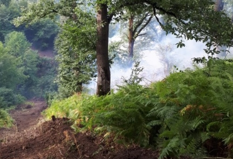 FHN: Yardımlının Şıxlar kəndi yaxınlığında meşə zolağındakı yanğın məhdudlaşdırılıb