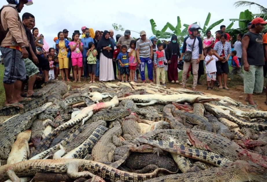 Indonesien: Hunderte Menschen auf Krokodilfarm ein Massaker angerichtet