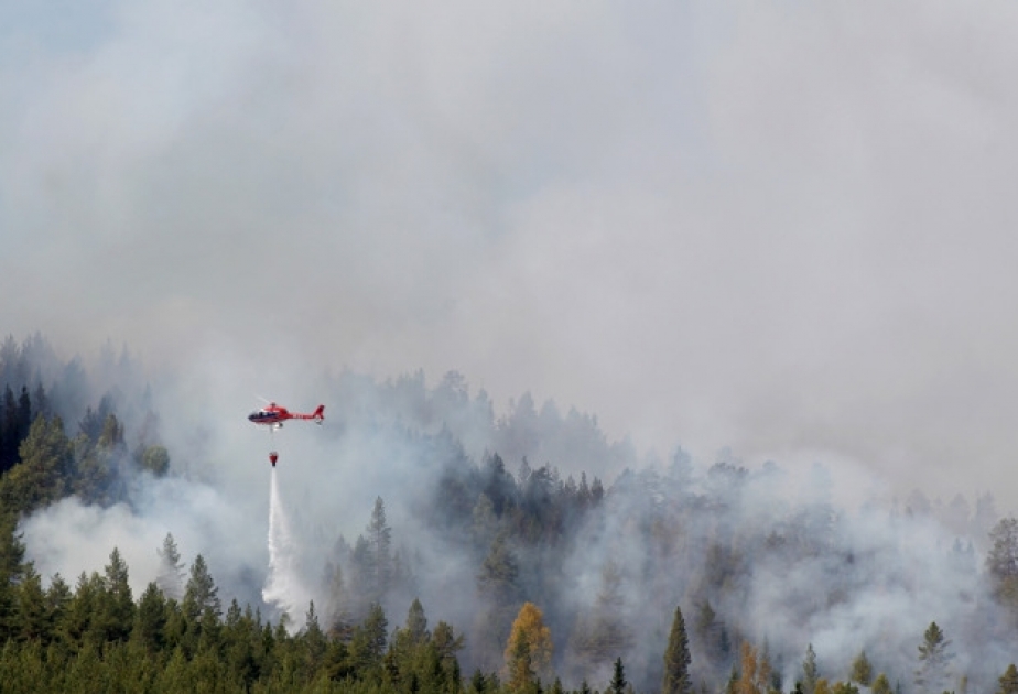 Швеция запросила помощь у ЕС для борьбы с лесными пожарами