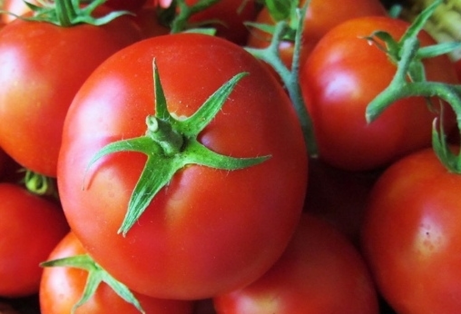 Xaçmazlı təsərrüfatçılar pomidor sahələrində bol məhsul yetişdirib VİDEO