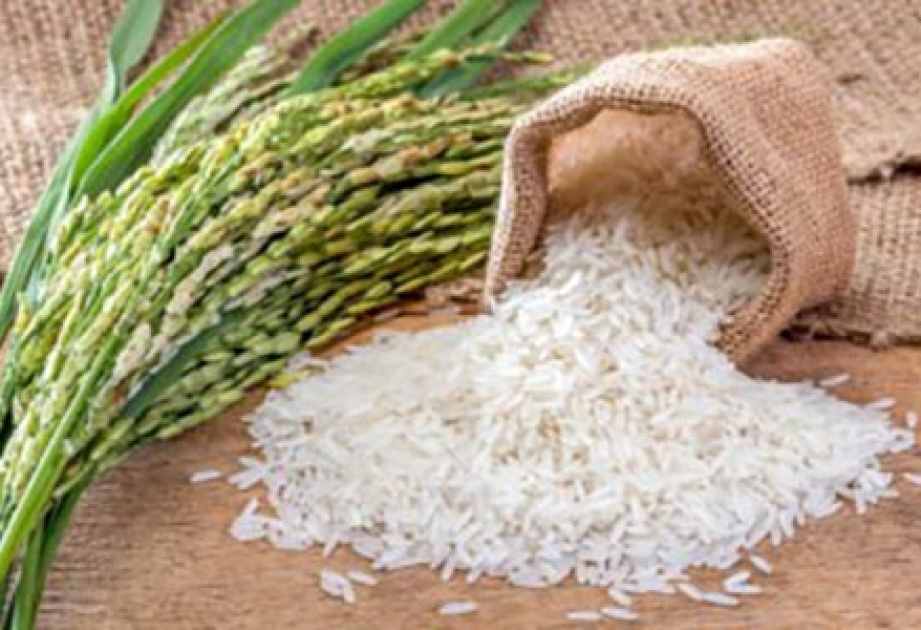 Учёные вырастили на рисовых полях препарат для профилактики ВИЧ