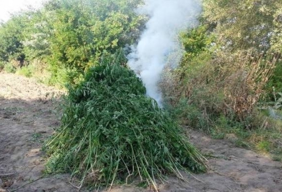 В результате комплексных мероприятий под условным названием «Хаш-Хаш 2018» уничтожено большое количество наркотических средств