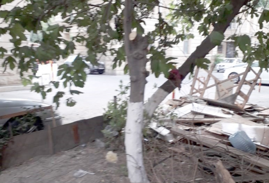 Səbail rayonunda ağacları qanunsuz olaraq kəsən və budayan şəxs cərimələnib