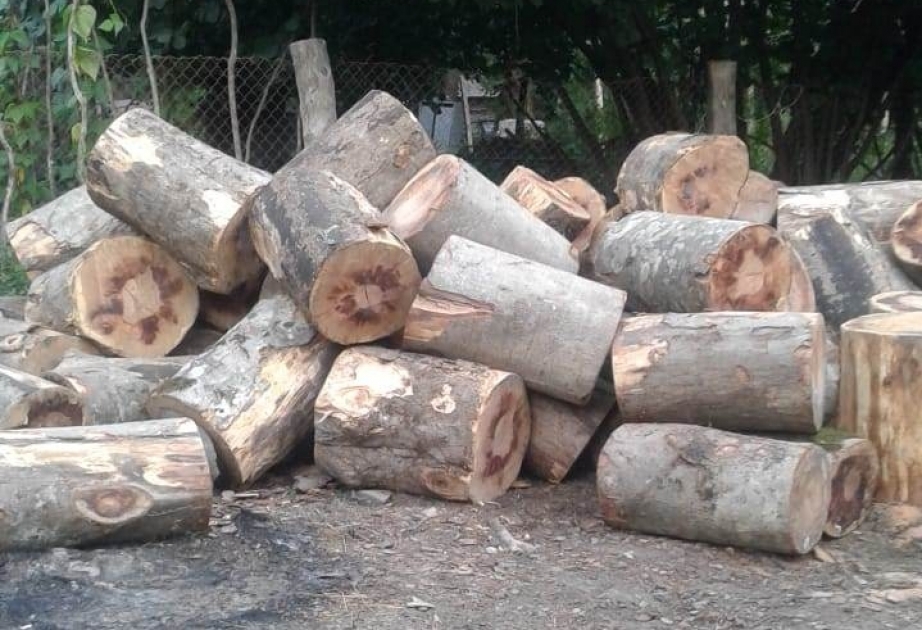 İsmayıllı rayonunda qanunsuz yolla əldə edilmiş fıstıqcinsli meşə materialı aşkarlanıb